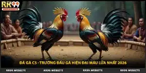 Đá Gà C5 - Trường Đấu Gà Hiện Đại Máu Lửa Nhất 2026